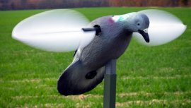 Balabán MOJO Pigeon - piccione