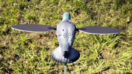 Balabán MOJO Pigeon - piccione