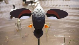 Balabán MOJO Gadwall - Anatra Kopřivka