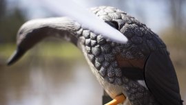 Balabán MOJO Gadwall - Anatra Kopřivka