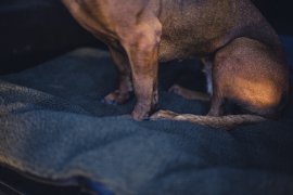Coperta per cane Deerhunter 50x70cm