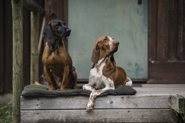 Coperta per cane Deerhunter 70x100cm