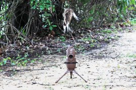 Balabán MOJO Critter 2 - Predatore