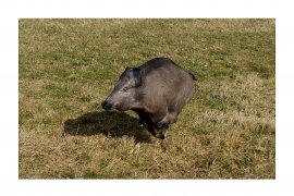 3D Terčovnice Natur' Foam Cinghiale in corsa