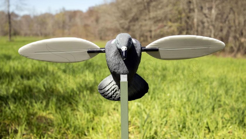 Balabán MOJO Pigeon - piccione