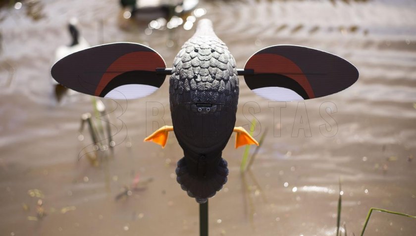 Balabán MOJO Gadwall - Anatra Kopřivka