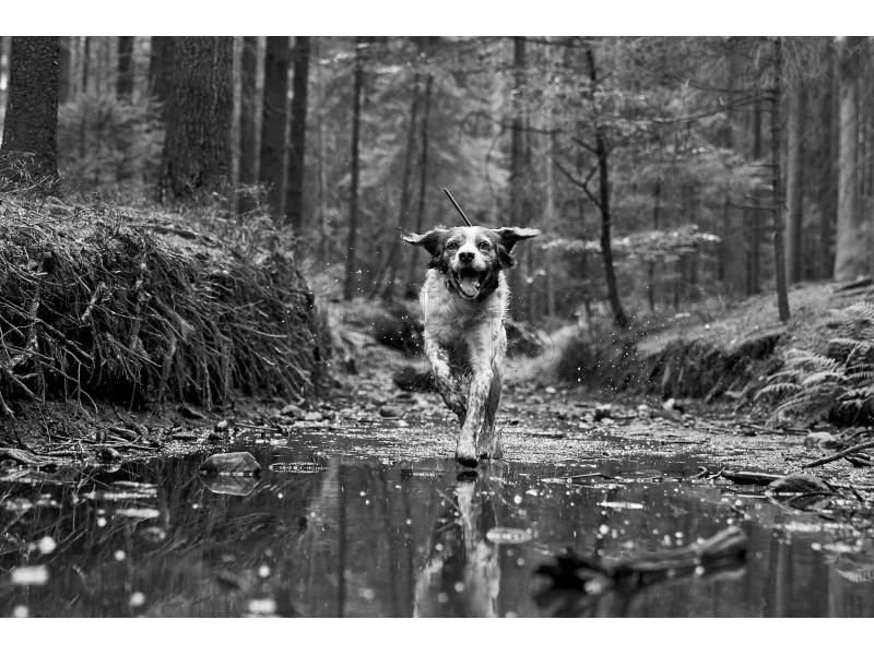 Localizzatore GPS Dogtrace DOG GPS X30