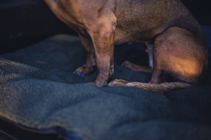 Coperta per cane Deerhunter 70x100cm