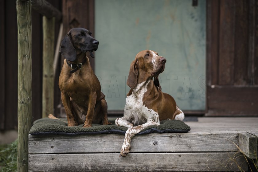Coperta per cane Deerhunter 70x100cm