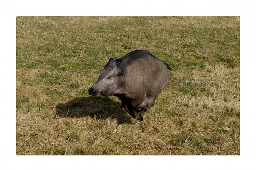 3D Terčovnice Natur' Foam Cinghiale in corsa