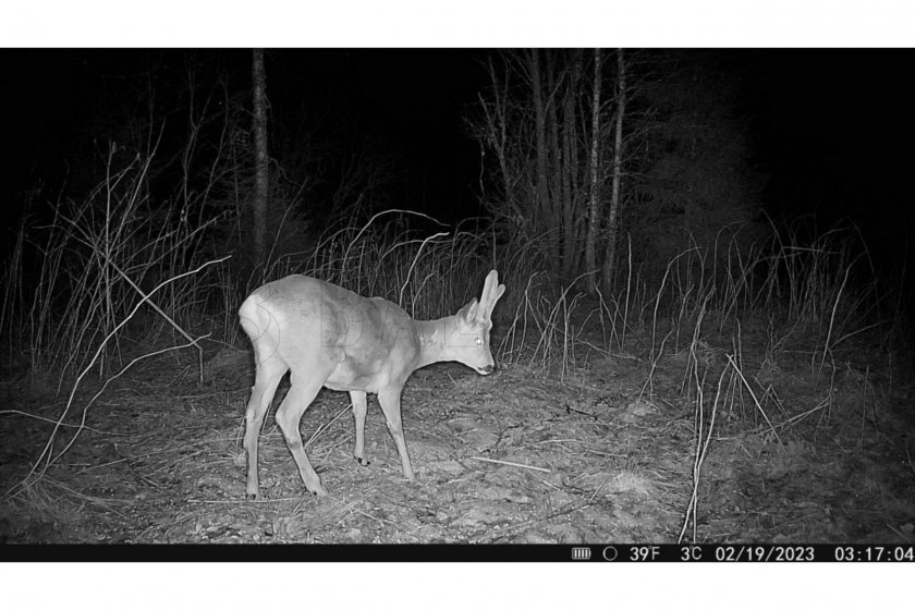 Fototrappola Hikmicro M15