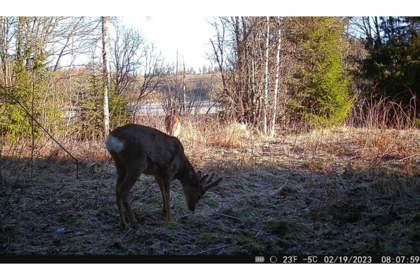 Fototrappola Hikmicro M15